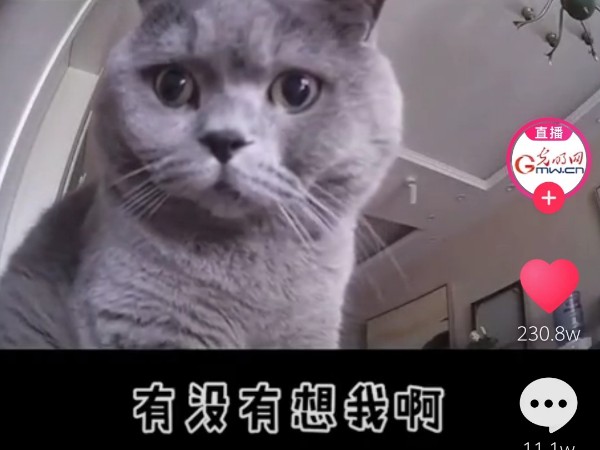 疫情當(dāng)前，安防監(jiān)控?cái)z像頭下的“寵物”讓人淚目